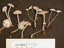 Marasmius palmivorus image