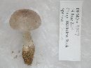 Amanita farinosa image