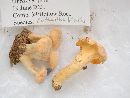 Cantharellus lateritius image