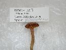 Phylloporus rhodoxanthus image