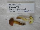 Boletus badius image