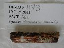 Perenniporia subacida image