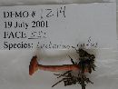 Lactarius rufus image