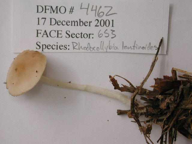Rhodocollybia lentinoides image