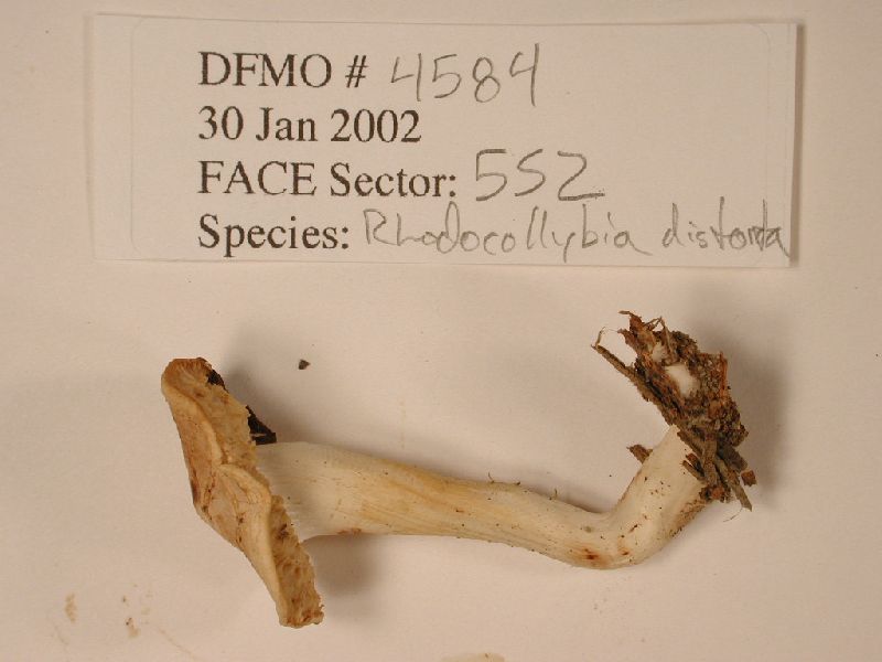 Rhodocollybia prolixa var. distorta image