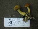 Cortinarius semisanguineus image