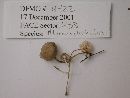 Mycena clavicularis image