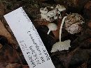 Hemimycena candida image