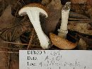 Stropharia hardii image