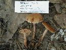 Lactarius rufus image