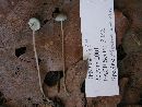 Mycena amicta image