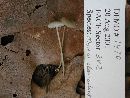 Mycena clavicularis image