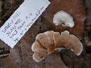 Gloeoporus dichrous image