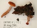 Lactarius rufus image