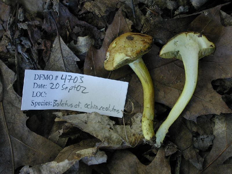 Boletus ochraceoluteus image