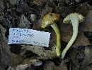 Image of Boletus ochraceoluteus