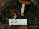 Cortinarius mucosus image