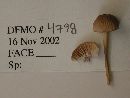 Mycena clavicularis image