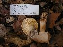 Lactarius chrysorrheus image