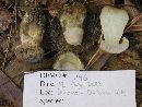 Boletus calopus image