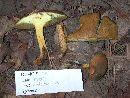 Suillus hirtellus image