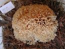 Sparassis laminosa image