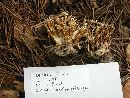 Clavulina coralloides image
