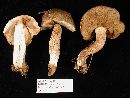 Retiboletus griseus image