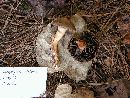 Chroogomphus rutilus image