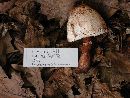 Leucoagaricus americanus image