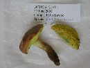 Boletus innixus image