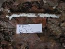 Perenniporia subacida image
