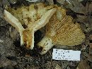 Lactarius scrobiculatus image