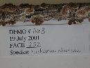 Trichaptum abietinum image
