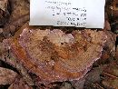 Trichaptum abietinum image