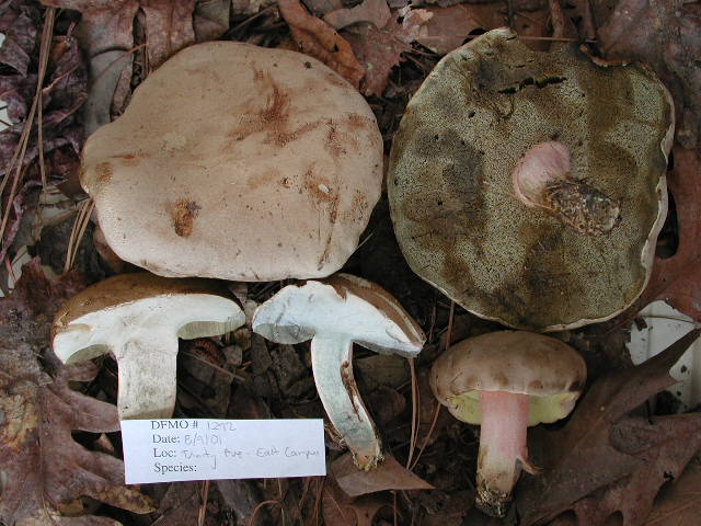 Boletus inedulis image