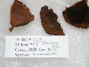 Phellinus gilvus image