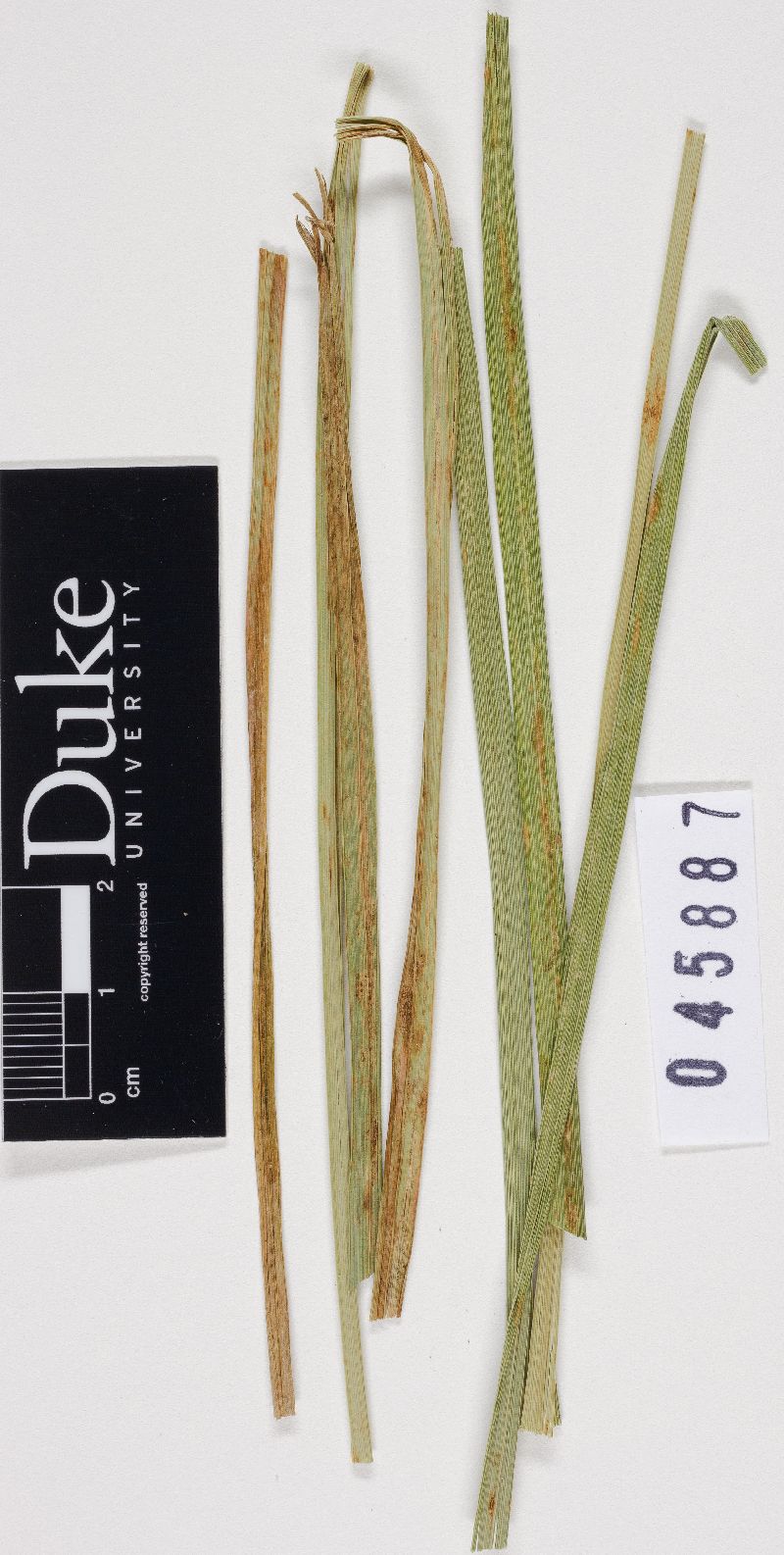 Puccinia caricina var. caricina image