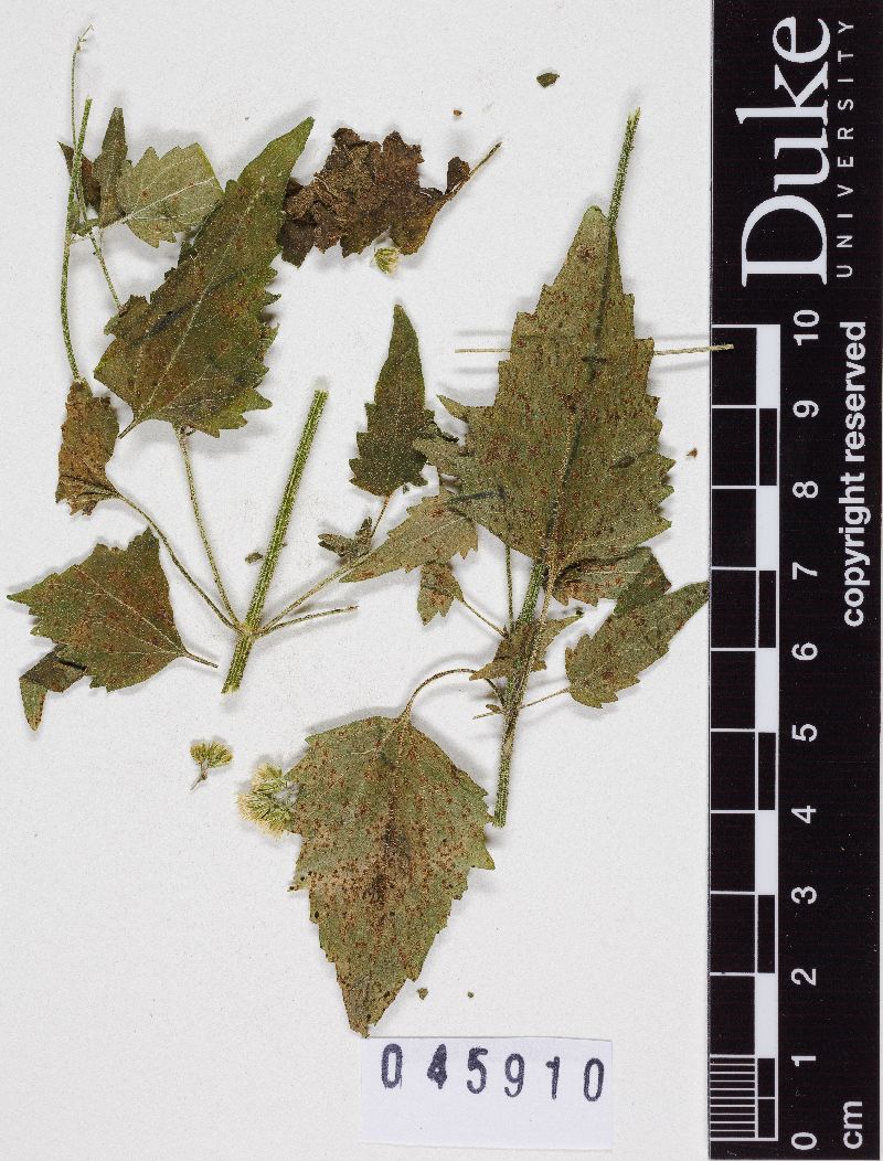 Puccinia conoclinii image
