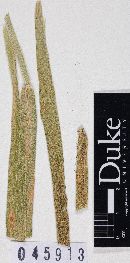 Puccinia coronata image