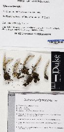 Xylaria polymorpha image