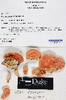 Pycnoporus sanguineus image