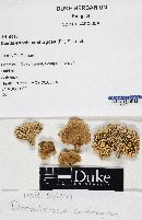 Daedaleopsis confragosa image