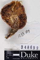 Tricholoma imbricatum image