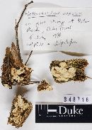 Heterobasidion annosum image