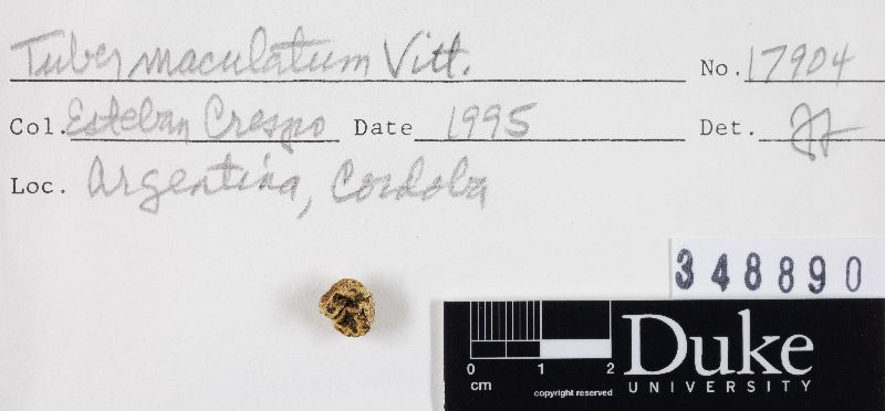 Tuber maculatum image