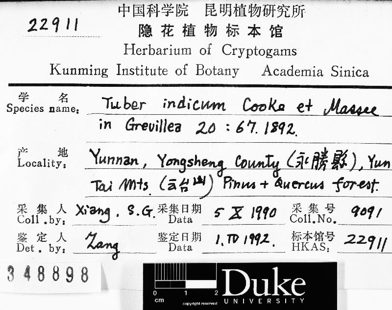 Tuber indicum image