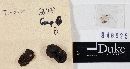 Tuber indicum image