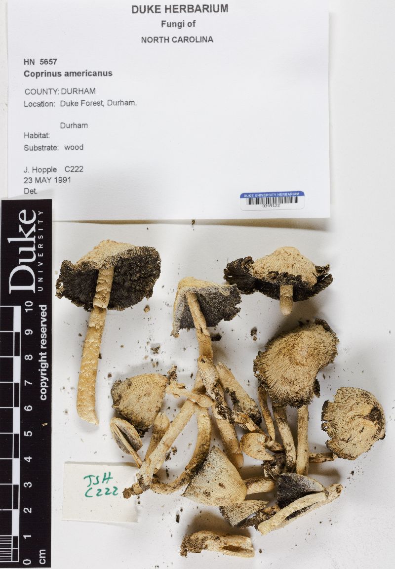 Coprinus americanus image