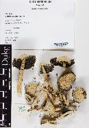 Coprinus americanus image